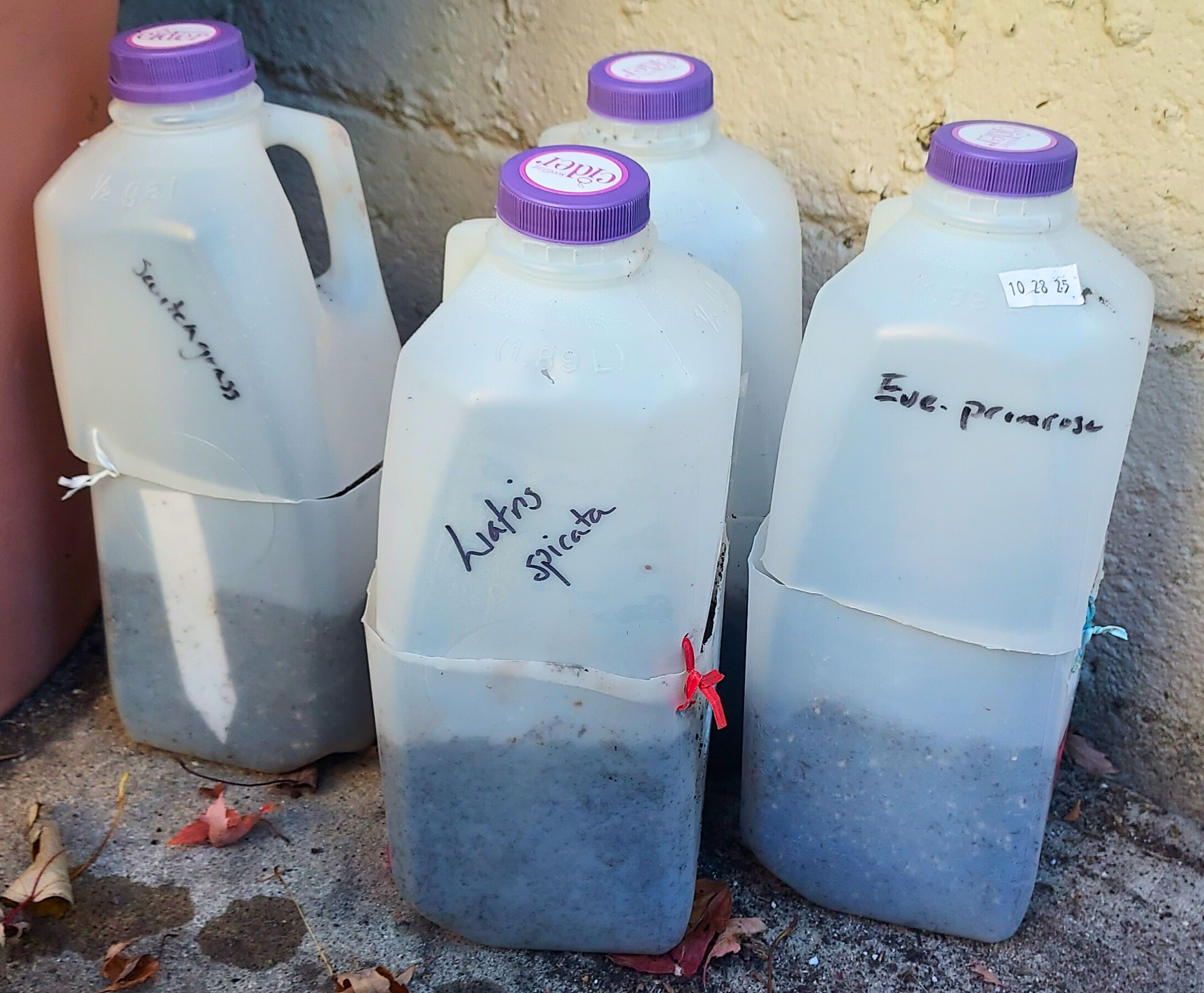 Four labeled, cut milk jugs filled with soil are tied shut and set outdoors against a wall.